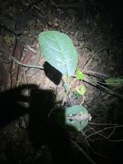 Mallotus claoxyloides