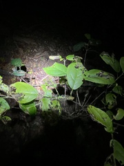 Mallotus claoxyloides