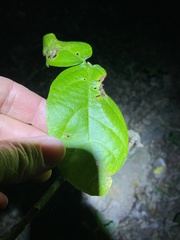 Mallotus claoxyloides