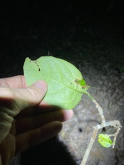 Mallotus claoxyloides