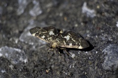 Piletocera sodalis