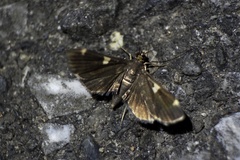 Piletocera aegimiusalis