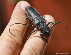 Cerambyx carinatus