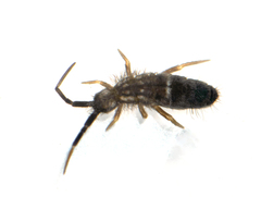 Orchesellinae