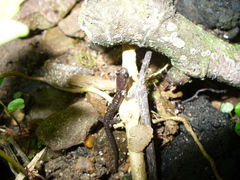 Plethodon ouachitae