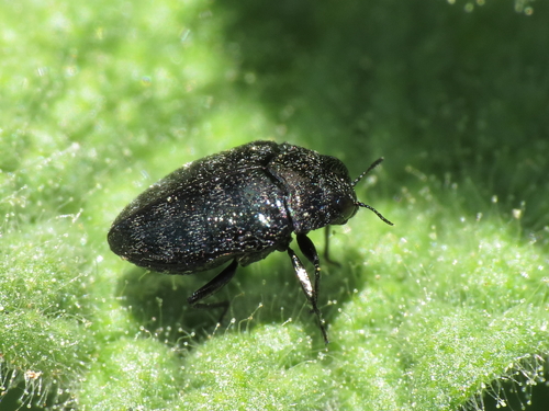 Representative image of Trachys goberti