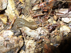 Desmognathus brimleyorum