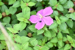 Heterotis rotundifolia