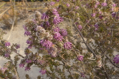 Erica similis