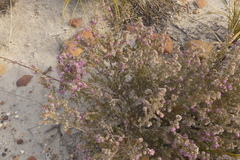 Erica similis