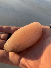 Aplidium stellatum