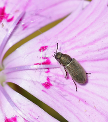 Dasytidius