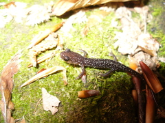 Plethodon caddoensis