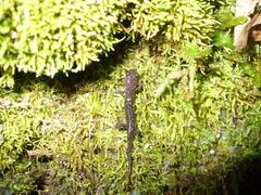 Plethodon caddoensis