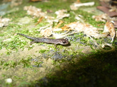 Plethodon caddoensis
