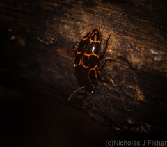 Episcaphula tamburinea