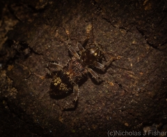 Stigmatium mastersii