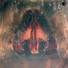 Pardosa groenlandica