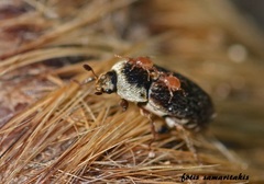 Dermestes frischii