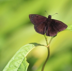 Ephyriades brunnea
