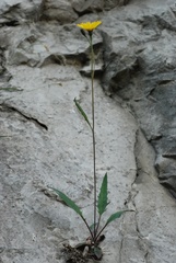 Hieracium insubricum