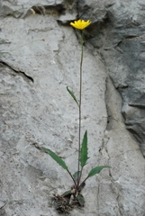 Hieracium insubricum