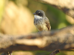 Rhipidura rufiventris