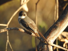 Rhipidura rufiventris