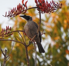 Philemon argenticeps