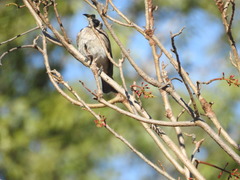Philemon argenticeps
