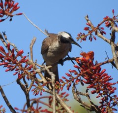 Philemon argenticeps