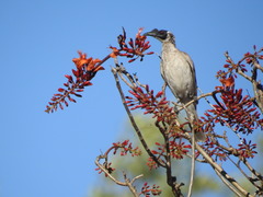 Philemon argenticeps