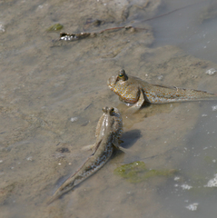 Periophthalmus chrysospilos