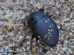Erodius orientalis