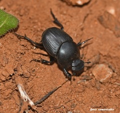 Euonthophagus