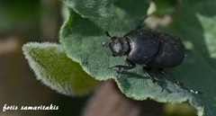 Euonthophagus