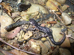 Plethodon fourchensis