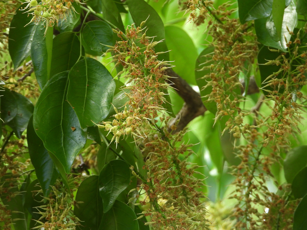 Crudia tomentosa
