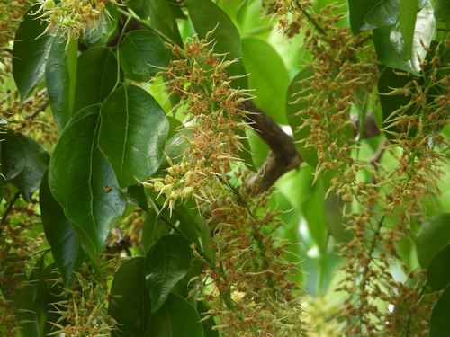 Crudia tomentosa