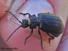 Galeruca littoralis