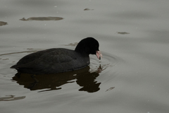 Fulica atra
