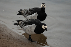 Branta leucopsis