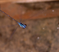 Prodasineura laidlawii