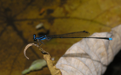 Prodasineura laidlawii