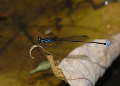 Prodasineura laidlawii