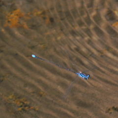 Prodasineura laidlawii