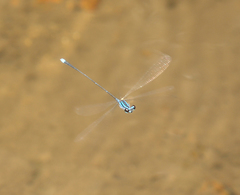 Prodasineura laidlawii