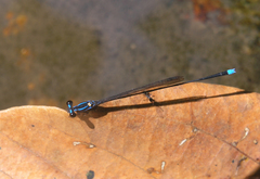 Prodasineura laidlawii