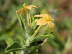Barleria holubii
