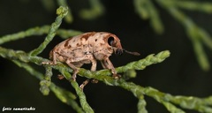 Hypolixus pica